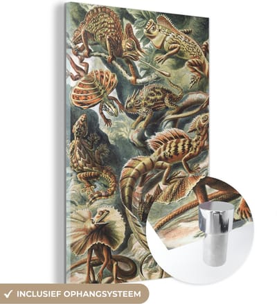 MuchoWow® Glasschilderij 40x60 cm - Schilderij acrylglas - Vintage - Kunst - Ernst Haeckel - Salamanders - Dieren - Foto op glas - Schilderijen