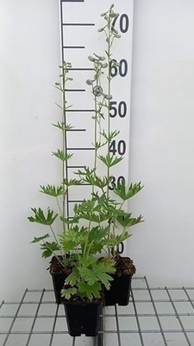 6x Ridderspoor - Delphinium (b) 'Cliveden Beauty' | 9x9 cm pot