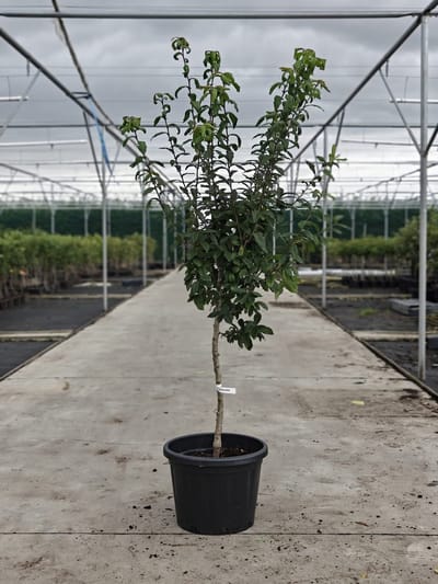 Mespilus germanicus 'Bredase Reus' - Oude Mispelboom - Onderstam BA29 - 45L pot - ca. 2m