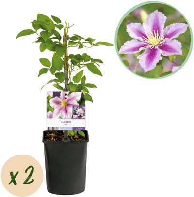 Plantenboetiek.nl | Klimplant - Clematis Piilu - Bloem Roze - Weinig onderhoud -2 planten - Pot 11cmcm - Ø10cm - 30-40cm hoog - Tuinplant