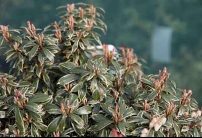 Pieris jap. 'Little Heath' - Rotsheide 'Little Heath' , Lavendelheide 30- 40 cm in pot