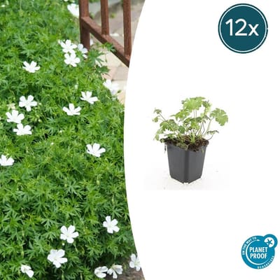 Tuinplantenshop.com | Geranium sang. 'Album' | 12 stuks - Ø9cm - 10-25cm hoog - Tuinplant