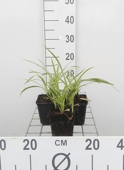 6x Zegge - Carex morr. Ice Dance" | 9x9 cm pot