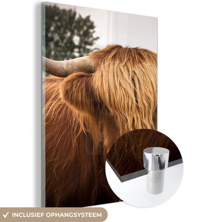 MuchoWow® Glasschilderij 120x160 cm - Schilderij acrylglas - Schotse Hooglanders - Bruin - Gras - Foto op glas - Schilderijen