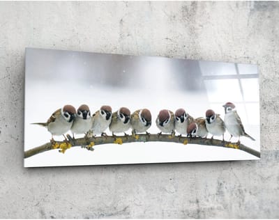 Panorama Glasschilderij - Vogels - Foto Print Op Glas - 92 x 36 cm