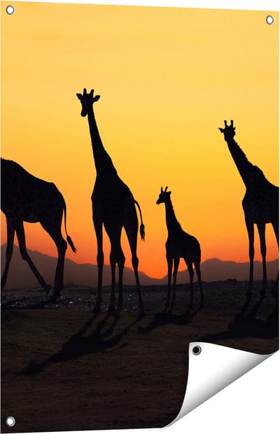 Gards Tuinposter Vier Giraffe Silhouetten bij Zonsondergang - 60x80 cm - Tuindoek - Tuindecoratie - Wanddecoratie buiten - Tuinschilderij