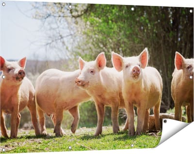 Gards Tuinposter Groep Jonge Varkens - 120x80 cm - Tuindoek - Tuindecoratie - Wanddecoratie buiten - Tuinschilderij