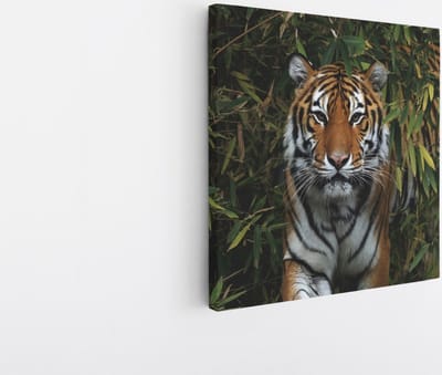 Saammp Canvas Schilderij - Tijger in Korea - Natuur - Dieren - 20x20 - Foto op canvas - Wanddecoratie - muurdecoratie Woonkamer - Slaapkamer decoratie - Canvas Print