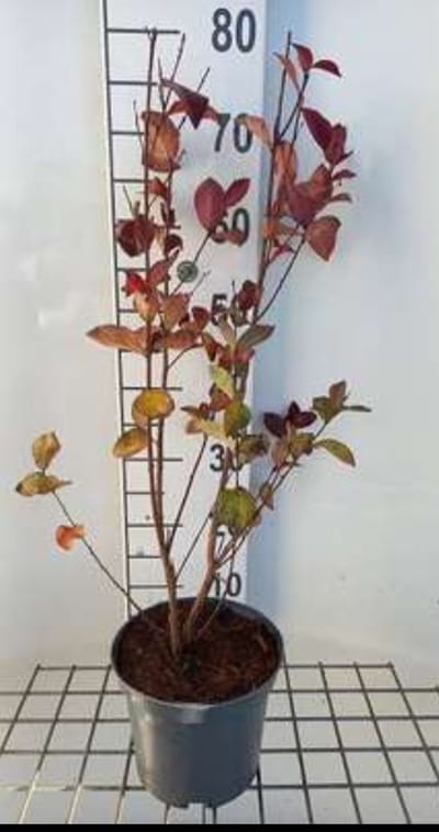 Lagerstroemia ind. 'Rhapsody In Pink' - Indische sering 40- 50 cm in pot