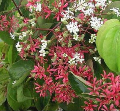 Heptacodium miconioides - Zevenzonenboom 60- 80 cm in pot