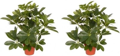 Kunstplant schefflera/baby struik - 2x - H55 cm - groene kunstplanten - kamerplanten