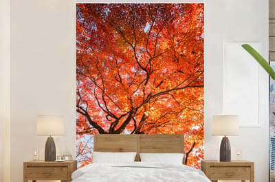 Behang - Fotobehang Japanse esdoorn met oranje bladeren - Breedte 160 cm x hoogte 240 cm