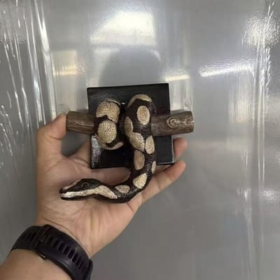 Gotische Accent Gouden Balpython Muurkunst Reptielenthema Hars Python Muurornament Realistisch Levensgetrouw Python Hangend Decor bruin