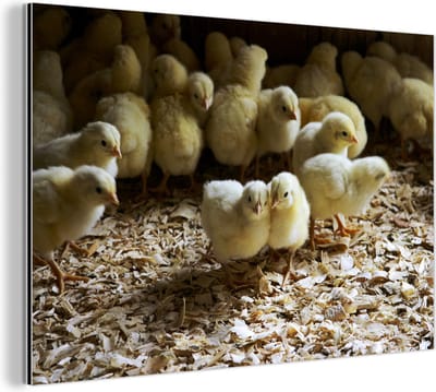 Aluminium schilderij 180x120 cm - Wanddecoratie metaal - Veel baby kuikentjes in het zaagsel - Metalen muurdecoratie woonkamer - Decoratie industrieel - Foto op dibond - Industriële accessoires slaapkamer