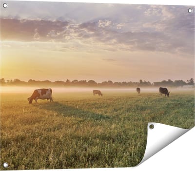 Gards Tuinposter Koeien in de Wei tijdens Zonsopkomst - 80x60 cm - Tuindoek - Tuindecoratie - Wanddecoratie buiten - Tuinschilderij