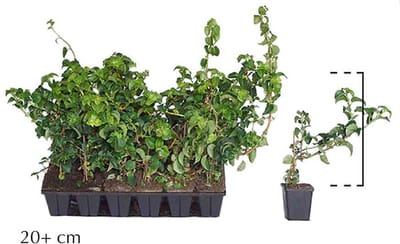 18 stuks | Klimhortensia Pot P9 Tray | Standplaats: Half-schaduw | Latijnse naam: Hydrangea anomala petiolaris