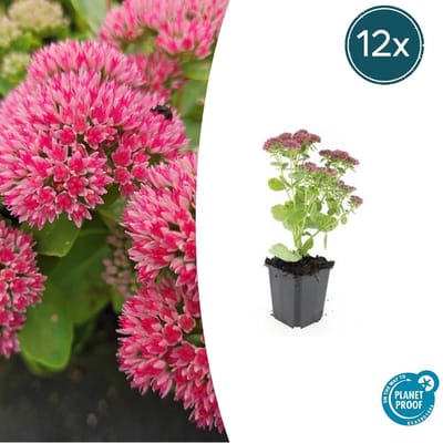 Trendyplants - Sedum 'Herbstfreude' - 12 stuks - Vetkruid - Winterhard - Hoogte 10-30 cm - Potmaat Ø9cm