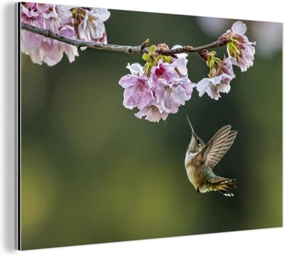 Aluminium schilderij 180x120 cm - Wanddecoratie metaal - Vogel - Bloesem - Kolibrie - Metalen muurdecoratie woonkamer - Decoratie industrieel - Foto op dibond - Industriële accessoires slaapkamer