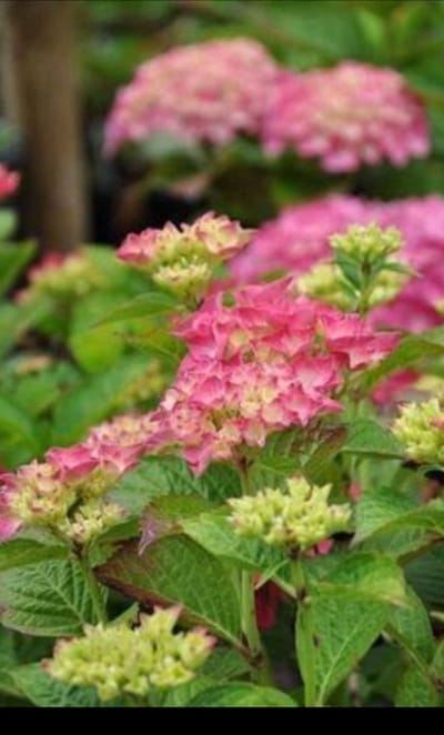 Hydrangea macr. 'Glowing Embers' - Bolhortensia, Boerenhortensia 25- 30 cm in pot