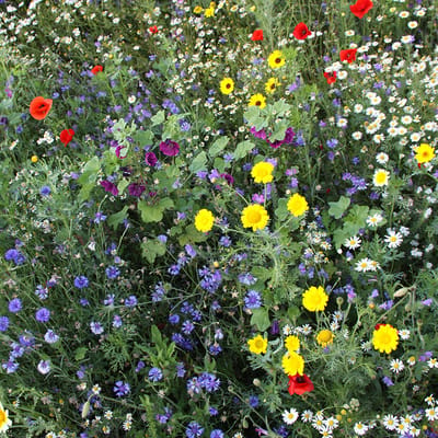 Bloemenpracht - Veldbloemen Zaden Wilde Bloemen - 50 gram - 32 vierkante meter - Meerjarig