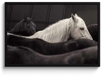 Poster in lijst - Fotolijst 90x60 cm - Posters - Paarden - Zwart - Wit - Kudde - Posterlijst zwart - Decoratie - Wanddecoratie woonkamer - Muurdecoratie slaapkamer