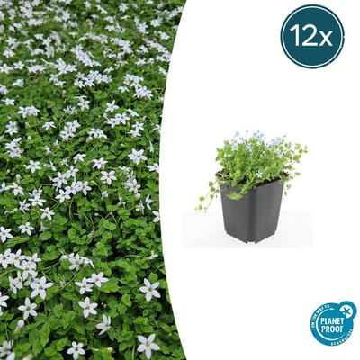 Trendyplants - Isotoma fluviatilis 'Alba' - 12 stuks - Blauwkussen / Kruiplobelia - Winterhard - Hoogte 10-30 cm - Potmaat Ø9cm