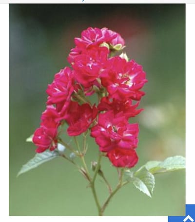 Rosa 'Rote The Fairy' - POLYANTHA ROOS 'ROTE FAIRY', STRUIKROOS in pot