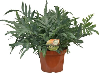 Plantenboetiek.nl | Phlebodium Blue Star - Ø26cm - 70-80cm hoog - Kamerplant - Groenblijvend