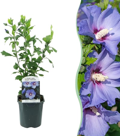 Heesters - Hibiscus syriacus Oiseau Blue - Bloem Blauw - 1 Plant - Bladverliezend - Weinig Onderhoud - Pot 17cm Hoogte 45cm