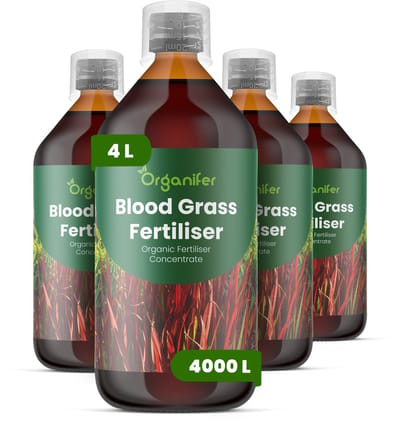 Vloeibare Meststof Voor Bloedgras 4X1 L Voor 4000 L - Npk 2-1-8 - Siergrassen - Diepe Wortel Stressbestendig - Kleurintensiteit - Pluimvorming - Langere Bloeiduur - Droogtebestendig - Hittebestendig - Volle Pollen - Organifer