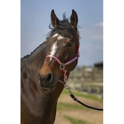 Zacht nylon halster voor paarden Norton