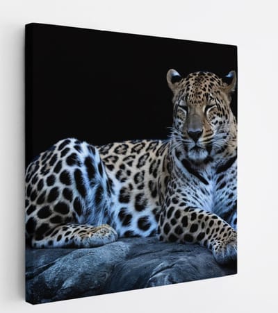 Saammp Canvas Schilderij - Luipaard op steen - Natuur - Dieren - 20x20 - Foto op canvas - Wanddecoratie - Muurdecoratie Woonkamer - Slaapkamer decoratie - Canvas Print