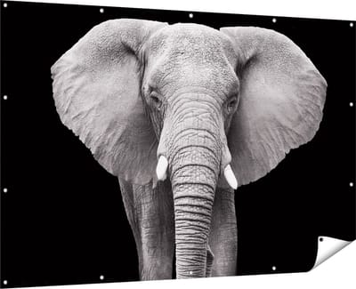Gards Tuinposter Olifant - Zwart Wit - 180x120 cm - Tuindoek - Tuindecoratie - Wanddecoratie buiten - Tuinschilderij