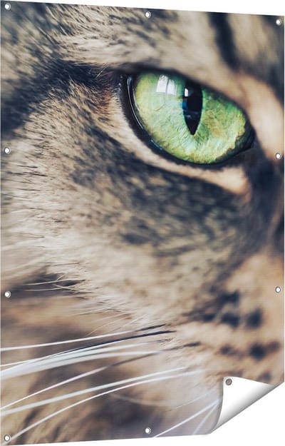 Gards Tuinposter Kat met Groene Ogen van Dichtbij - 90x120 cm - Tuindoek - Tuindecoratie - Wanddecoratie buiten - Tuinschilderij
