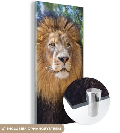 MuchoWow® Glasschilderij 20x40 cm - Schilderij acrylglas - Leeuw - Natuur - Dier - Foto op glas - Schilderijen