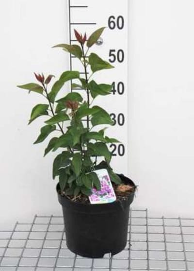 2 x Syringa vulg. 'Sensation' - Gewone Sering , Vaak Ook Verkeerdelijk Jasmijn Genoemd 50- 60 cm in pot
