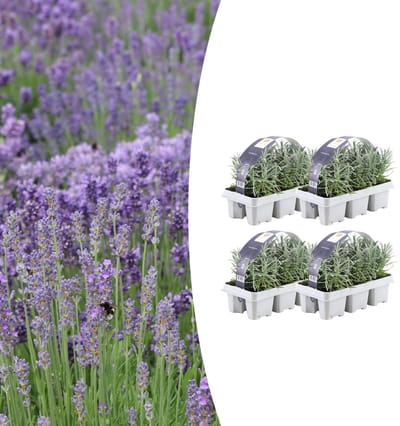 Tuinplantenshop.com | Lavendel angustifolia | 24 stuks - Ø7cm - 15cm hoog - Tuinplant