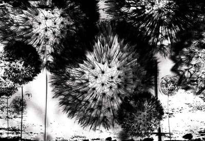 Fotobehang Dandelion Black White | XXL - 206cm x 275cm | 130g/m2 Vlies