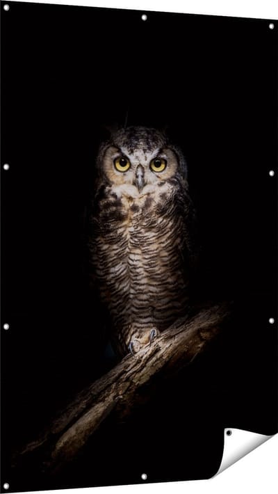 Gards Tuinposter Uil op een Tak in de Nacht - 100x150 cm - Tuindoek - Tuindecoratie - Wanddecoratie buiten - Tuinschilderij