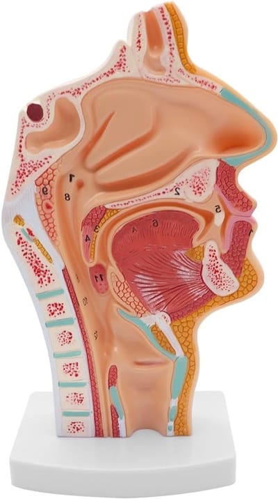 Anatomisch model van de menselijke neusholte en keel voor medische educatie en wetenschappelijk onderwijs, 1 stuk