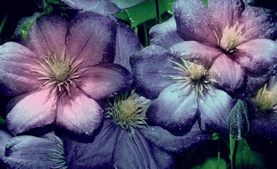 Purple Pink Flowers Photo Wallcovering