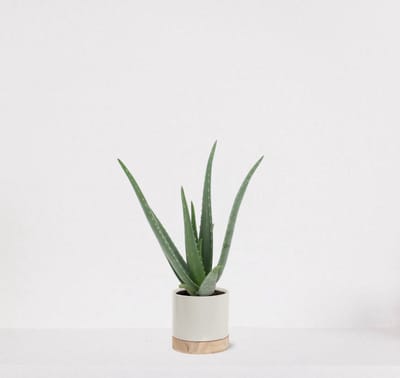 Emma wood wit – vetplant – eenvoudig te onderhouden - 35-45cm - Ø13 – geleverd met plantenpot – vers uit de kwekerij
