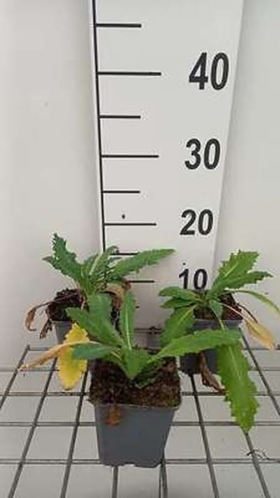 6x Papaver - Papaver or. 'Allegro' | 9x9 cm pot
