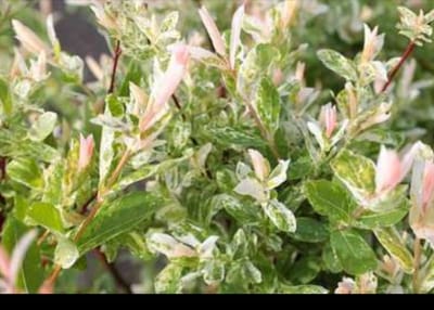 1 x Salix integra 'Hakuro Nishiki' - Japanse Sierwilg, Japanse Bonte Wilg, Japanse Treurwilg 40- 50 cm in pot