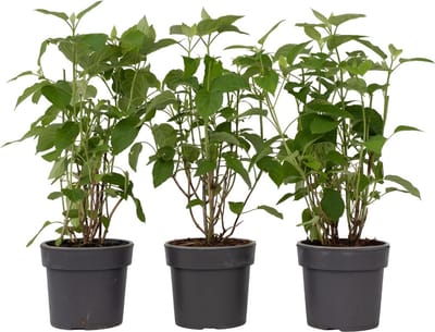 Plant in a Box - Hydrangea Strong Annabelle - Set van 3 - Hortensia - Sterke Winterharde Bladverliezende Heester - Pot 19cm - Hoogte 30-40cm