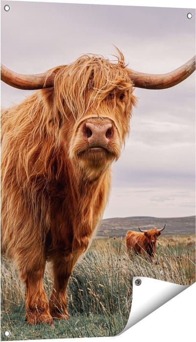 Gards Tuinposter Schotse Hooglander Koeien in de Wei - 60x90 cm - Tuindoek - Tuindecoratie - Wanddecoratie buiten - Tuinschilderij