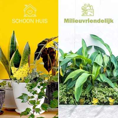Dierboel - Rouwvliegjes bestrijden - rouwvliegjes plakstrips -  Fruitvliegjes Vanger -  vangplaten tegen fruitvliegjes en rouwvliegjes - 36 stuks