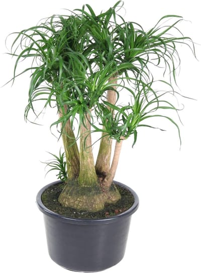 Vertakte flessenboom (Beaucarnea) - 110 cm - ø41- Veilig voor huisdieren - Brede kamerplant