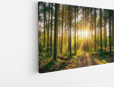 Saammp Canvas Schilderij - Zon tussen de hoge bomen - Natuur - Landschap - 45x30 - Foto op canvas - Wanddecoratie - Muurdecoratie Woonkamer - Slaapkamer decoratie - Canvas Print