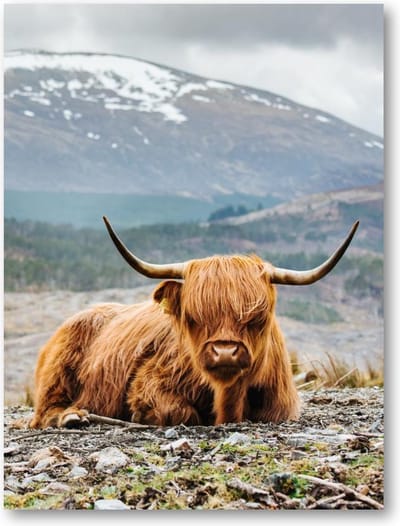 Schotse Hooglander - 50x70 Forex Staand - Besteposter - Dieren - Natuur